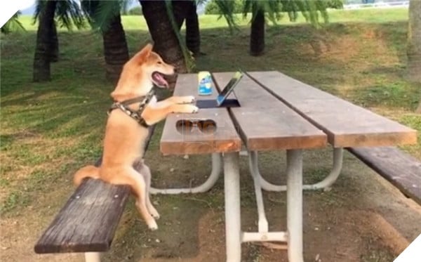 Chú Shiba tưởng mình là người, suốt ngày chỉ xem phim với vẽ tranh