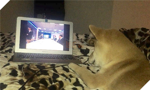 Chú Shiba tưởng mình là người, suốt ngày chỉ xem phim với vẽ tranh