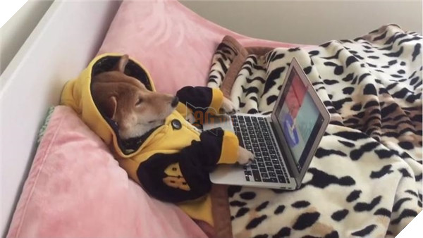 Chú Shiba tưởng mình là người, suốt ngày chỉ xem phim với vẽ tranh