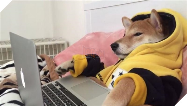 Chú Shiba tưởng mình là người, suốt ngày chỉ xem phim với vẽ tranh