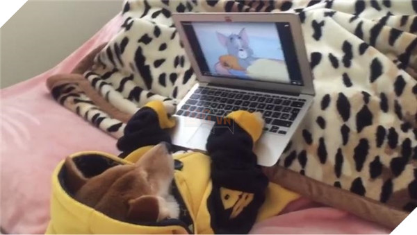 Chú Shiba tưởng mình là người, suốt ngày chỉ xem phim với vẽ tranh