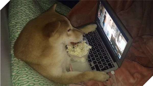 Chú Shiba tưởng mình là người, suốt ngày chỉ xem phim với vẽ tranh