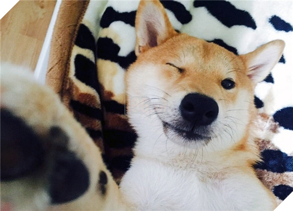 Chú Shiba tưởng mình là người, suốt ngày chỉ xem phim với vẽ tranh