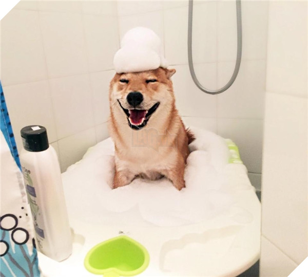 Chú Shiba tưởng mình là người, suốt ngày chỉ xem phim với vẽ tranh