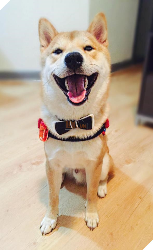 Chú Shiba tưởng mình là người, suốt ngày chỉ xem phim với vẽ tranh