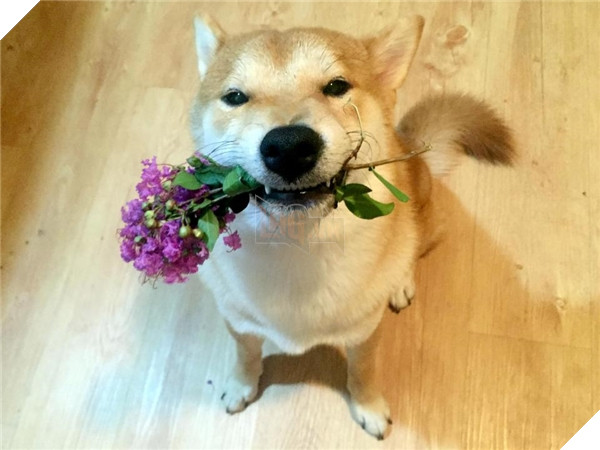 Chú Shiba tưởng mình là người, suốt ngày chỉ xem phim với vẽ tranh