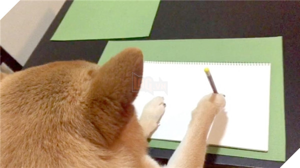 Chú Shiba tưởng mình là người, suốt ngày chỉ xem phim với vẽ tranh