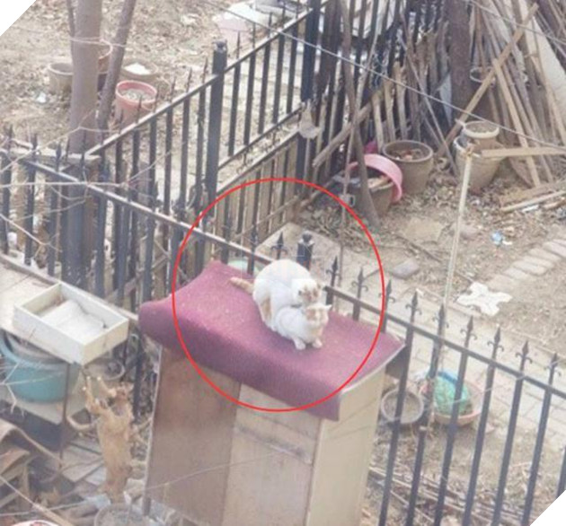 Boss cứ nhìn ngoài cửa sổ suốt cả tiếng đồng hồ, Sen tò mò lại xem và phát hiện cảnh tượng kinh hoàng 2