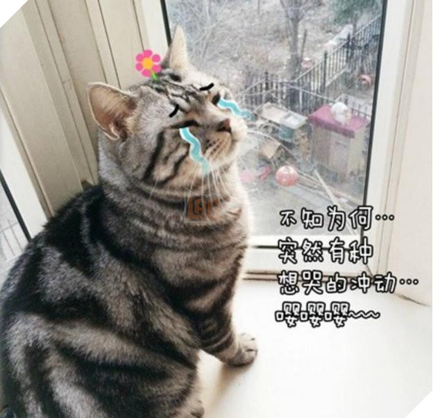 Boss cứ nhìn ngoài cửa sổ suốt cả tiếng đồng hồ, Sen tò mò lại xem và phát hiện cảnh tượng kinh hoàng 4