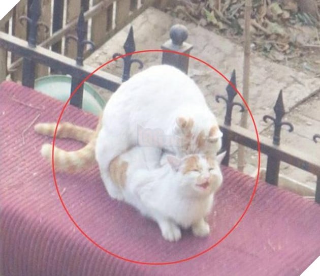 Boss cứ nhìn ngoài cửa sổ suốt cả tiếng đồng hồ, Sen tò mò lại xem và phát hiện cảnh tượng kinh hoàng 3