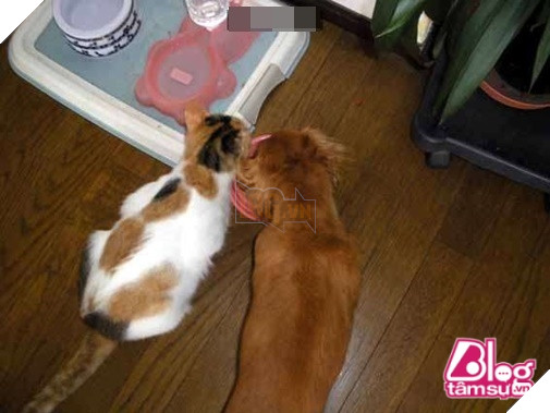 Mèo cưng đột nhiên qua đời, chó già nhất quyết cắn khăn không cho chủ đem chôn, hóa ra nguyên nhân lại là… 6