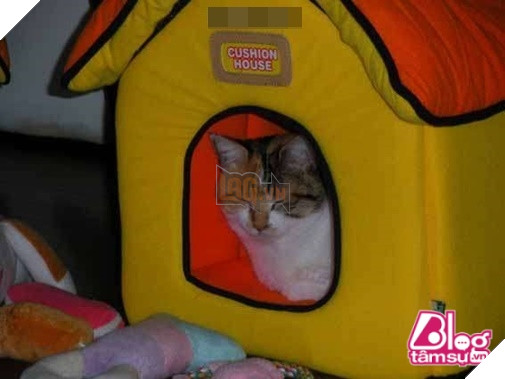 Mèo cưng đột nhiên qua đời, chó già nhất quyết cắn khăn không cho chủ đem chôn, hóa ra nguyên nhân lại là… 7