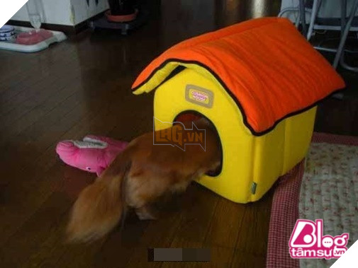 Mèo cưng đột nhiên qua đời, chó già nhất quyết cắn khăn không cho chủ đem chôn, hóa ra nguyên nhân lại là… 8