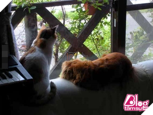 Mèo cưng đột nhiên qua đời, chó già nhất quyết cắn khăn không cho chủ đem chôn, hóa ra nguyên nhân lại là… 5