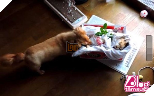 Mèo cưng đột nhiên qua đời, chó già nhất quyết cắn khăn không cho chủ đem chôn, hóa ra nguyên nhân lại là… 10