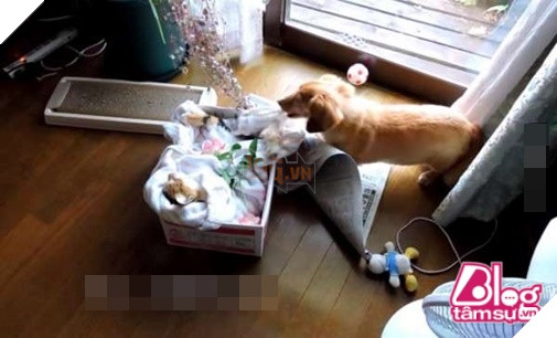 Mèo cưng đột nhiên qua đời, chó già nhất quyết cắn khăn không cho chủ đem chôn, hóa ra nguyên nhân lại là… 11