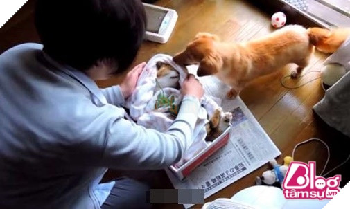 Mèo cưng đột nhiên qua đời, chó già nhất quyết cắn khăn không cho chủ đem chôn, hóa ra nguyên nhân lại là… 13