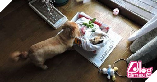 Mèo cưng đột nhiên qua đời, chó già nhất quyết cắn khăn không cho chủ đem chôn, hóa ra nguyên nhân lại là… 9