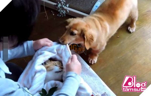 Mèo cưng đột nhiên qua đời, chó già nhất quyết cắn khăn không cho chủ đem chôn, hóa ra nguyên nhân lại là… 12