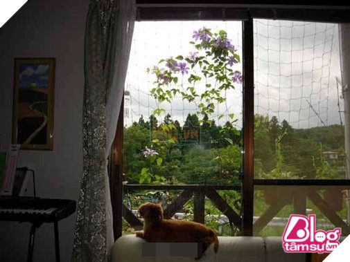 Mèo cưng đột nhiên qua đời, chó già nhất quyết cắn khăn không cho chủ đem chôn, hóa ra nguyên nhân lại là… 14