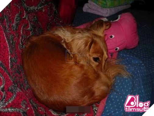 Mèo cưng đột nhiên qua đời, chó già nhất quyết cắn khăn không cho chủ đem chôn, hóa ra nguyên nhân lại là…