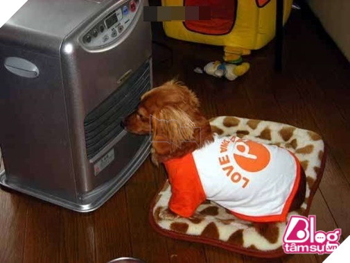 Mèo cưng đột nhiên qua đời, chó già nhất quyết cắn khăn không cho chủ đem chôn, hóa ra nguyên nhân lại là… 2