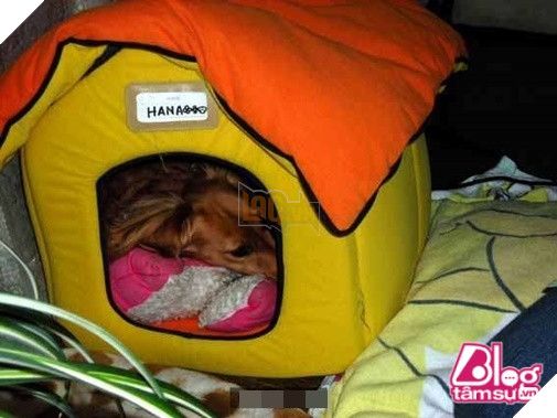 Mèo cưng đột nhiên qua đời, chó già nhất quyết cắn khăn không cho chủ đem chôn, hóa ra nguyên nhân lại là… 3