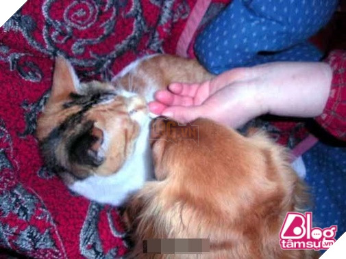 Mèo cưng đột nhiên qua đời, chó già nhất quyết cắn khăn không cho chủ đem chôn, hóa ra nguyên nhân lại là… 4