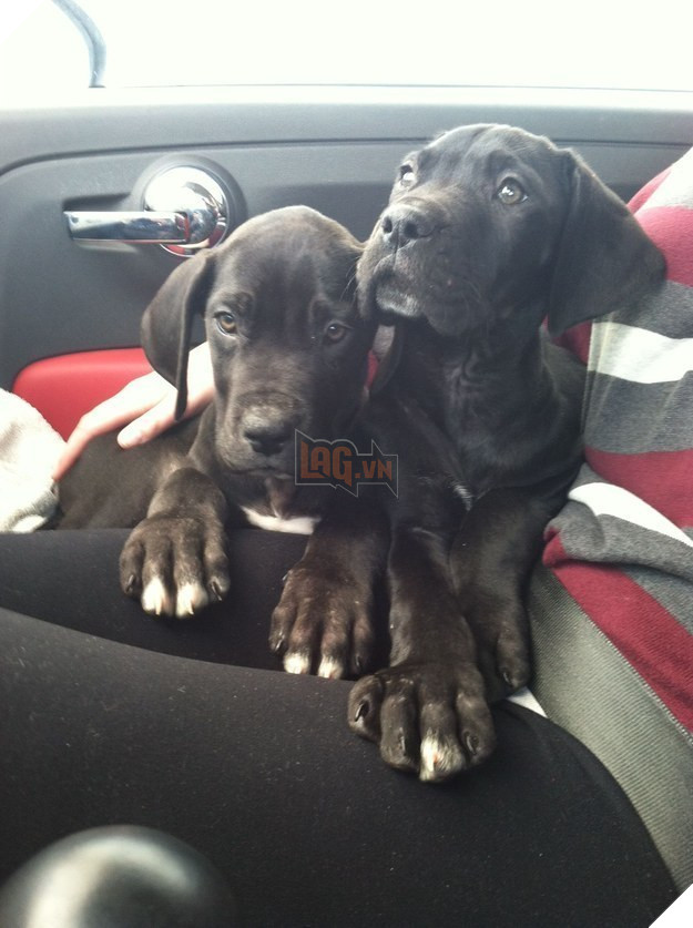 16 chú cún phiên bản mini nhìn là thấy yêu quá đi - Ảnh 27.