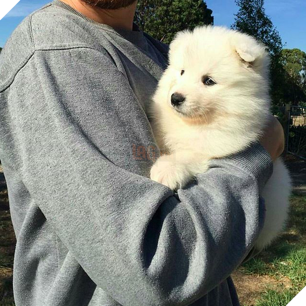 16 chú cún phiên bản mini nhìn là thấy yêu quá đi - Ảnh 29.