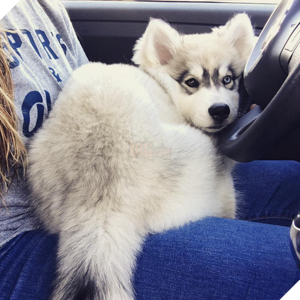 16 chú cún phiên bản mini nhìn là thấy yêu quá đi - Ảnh 31.