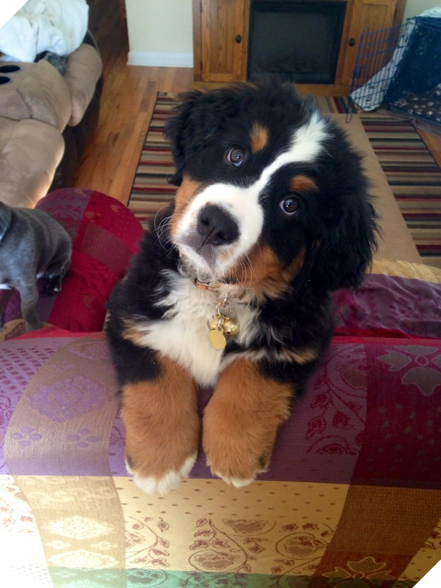 16 chú cún phiên bản mini nhìn là thấy yêu quá đi - Ảnh 7.