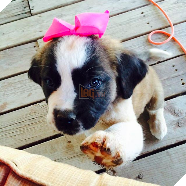 16 chú cún phiên bản mini nhìn là thấy yêu quá đi - Ảnh 15.