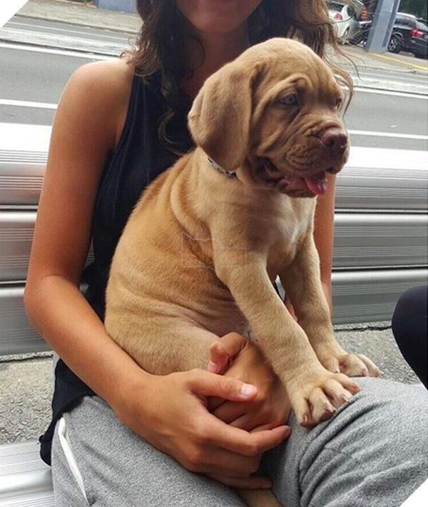 16 chú cún phiên bản mini nhìn là thấy yêu quá đi - Ảnh 17.