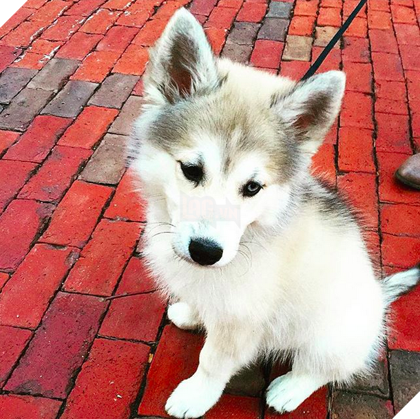 16 chú cún phiên bản mini nhìn là thấy yêu quá đi - Ảnh 19.