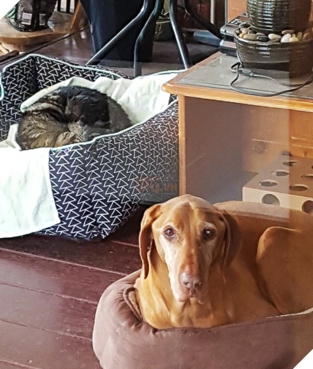 19 trò phá đám hội nghị của đám động vật xấu tính, xấu nết - Ảnh 1.