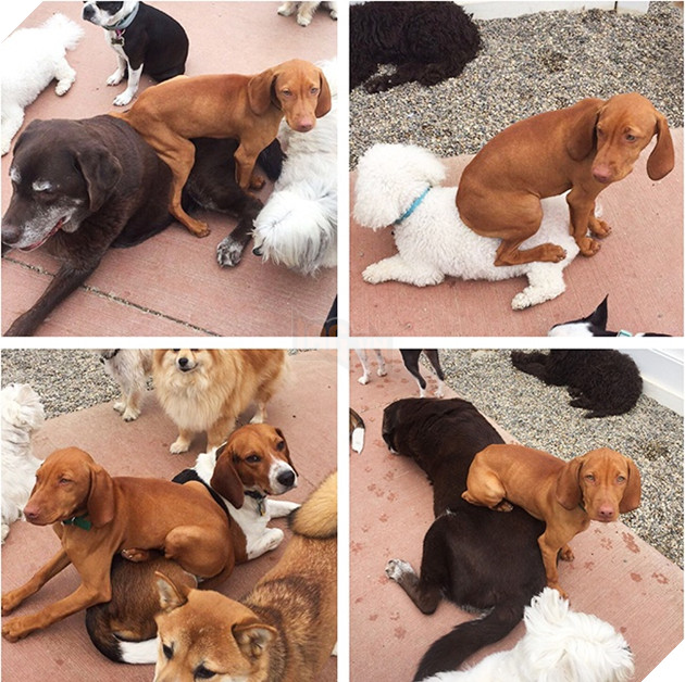 19 trò phá đám hội nghị của đám động vật xấu tính, xấu nết - Ảnh 19.