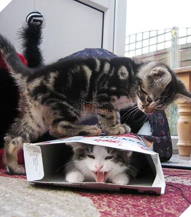 19 trò phá đám hội nghị của đám động vật xấu tính, xấu nết - Ảnh 21.