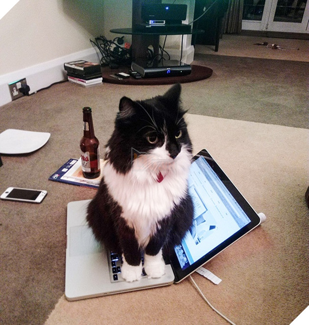 19 trò phá đám hội nghị của đám động vật xấu tính, xấu nết - Ảnh 23.