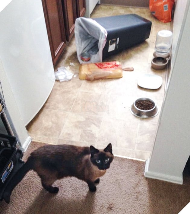 19 trò phá đám hội nghị của đám động vật xấu tính, xấu nết - Ảnh 27.