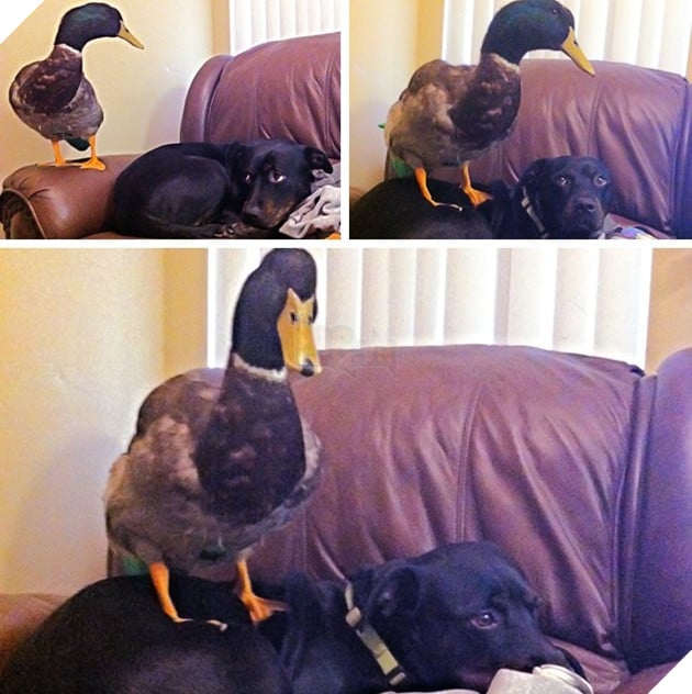 19 trò phá đám hội nghị của đám động vật xấu tính, xấu nết - Ảnh 29.