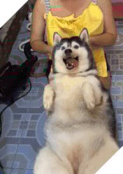 Chú chó Husky béo ú quyết định giảm cân và cái kết không tưởng