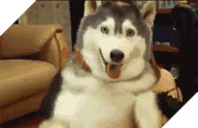 Chú chó Husky béo ú quyết định giảm cân và cái kết không tưởng 2