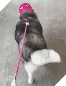 Chú chó Husky béo ú quyết định giảm cân và cái kết không tưởng 3