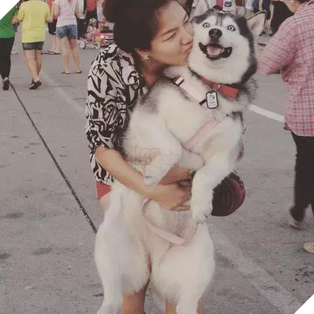 Chú chó Husky béo ú quyết định giảm cân và cái kết không tưởng 6