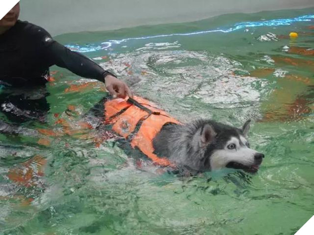 Chú chó Husky béo ú quyết định giảm cân và cái kết không tưởng 4