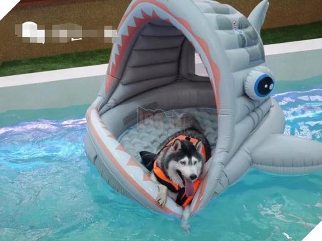 Chú chó Husky béo ú quyết định giảm cân và cái kết không tưởng 5