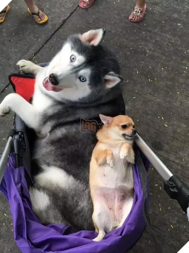 Chú chó Husky béo ú quyết định giảm cân và cái kết không tưởng 7