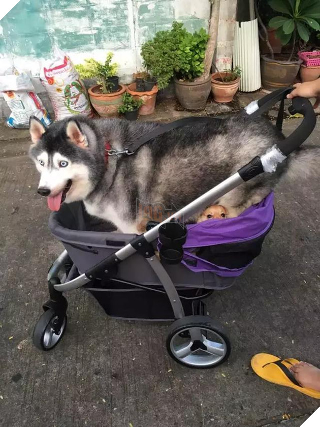 Chú chó Husky béo ú quyết định giảm cân và cái kết không tưởng 8