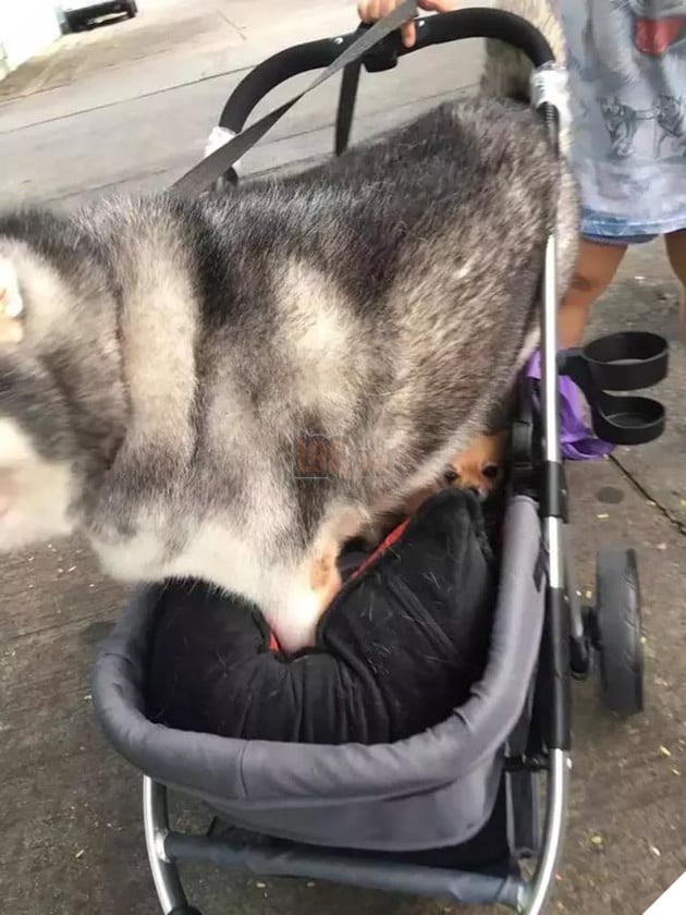 Chú chó Husky béo ú quyết định giảm cân và cái kết không tưởng 9